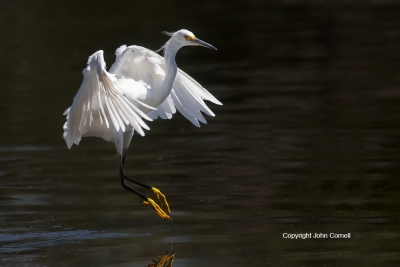 Blue-Water;Egret;Egretta-thula;Forage;One;Snowy-Egret;avifauna;bird;birds;color-